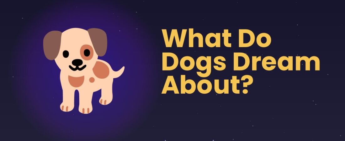 What Do Dogs Dream About? 🐕 What the Science Shows